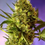Big Devil No2 Auto 3+1 Sweet Seeds