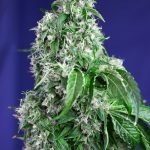 Big Devil F1 Fem 3+1 Sweet Seeds