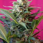 Big Devil Auto 5+2 Sweet Seeds