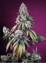 Jeaolusy Z XL Auto 3+1 Sweet Seeds