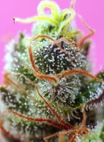 Sweet Mimosa XL Auto x25 Sweet Seeds