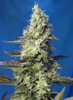 Green Poison Xl Auto x100 Sweet Seeds