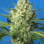 Jack 47 Xl Auto x25 Sweet Seeds