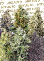 Sweet Mix Auto x10 Sweet Seeds