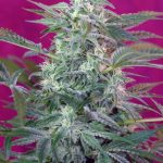 Big Foot Fem 3+1 Sweet Seeds