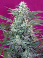 Big Foot Fem 3+1 Sweet Seeds