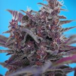 Black Cream Auto 3+1 Sweet Seeds