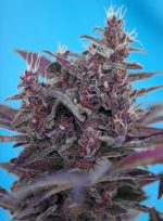 Black Cream Auto 3+1 Sweet Seeds