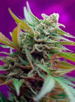 Black Jack Auto 3+1 Sweet Seeds