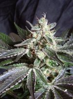 Black Jack Fem 3+1 Sweet Seeds
