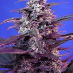 Bloody Skunk Red Family Auto 3+1 Sweet Seeds