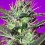 Botafumeiros Fem 3+1 Sweet Seeds