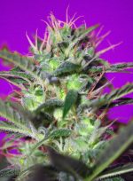 Botafumeiros Fem 3+1 Sweet Seeds