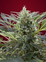 Cream 47 Fem 3+1 Sweet Seeds