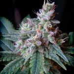 Cream Caramel Fem 3+1 Sweet Seeds