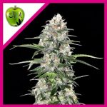 Jamaican Dream Fem x100 Eva Seeds