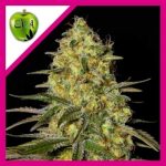 Black Dream Fem 3+1 Eva Seeds