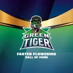 Green Tiger X7 - Bsf Seeds - Imagen 3