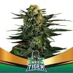 Green Tiger X4 - Bsf Seeds