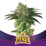 Lebron Haze X7 - Bsf Seeds