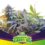 Star Player Pineapple Larry Og X7 - Bsf