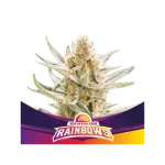 Star Player Rainbows X2 - Bsf Seeds