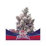 Red Critical Auto X4 - Bsf Seeds