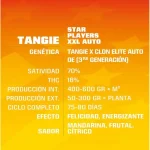 Tangie Auto Xxl X2 - Bsf Seeds - Imagen 2