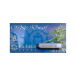 White Dwarf Auto 3+1 - Buddha Seeds - Imagen 2