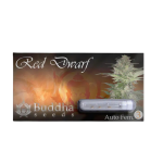 Red Dwarf Auto 3+1 - Buddha Seeds - Imagen 2