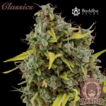 Amnesia Classics Auto 3+1 - Buddha Seeds