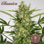 Ak Classics Auto 3+1 - Buddha Seeds
