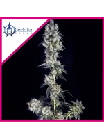 Cookie Fem 3+1 - Buddha Seeds