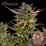 Critical Classics Auto 3+1 - Buddha Seeds