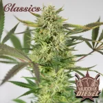Diesel Auto 3+1 - Buddha Seeds