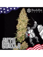 Gorilla Auto 3+1 - Buddha Seeds