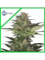 Red Dwarf Auto 3+1 - Buddha Seeds