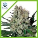 Syrup Auto 3+1 - Buddha Seeds