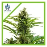 Vesta Auto 3+1 - Buddha Seeds