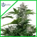 White Dwarf Auto 3+1 - Buddha Seeds