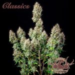 White Widow Classisc Auto 3+1 - Buddha Seeds