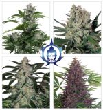 Assorted Auto x10 - Buddha Seeds