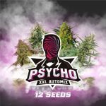 Psycho Xxl Auto x12 - BSF